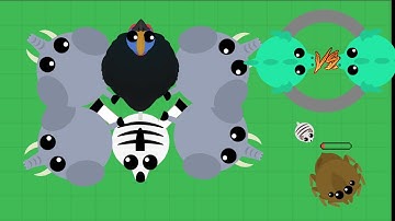 Mope.io- Zebra Kills 4 Elephants and 1 Cassowary/ Good 1v1s/ Mini White Tiger Kills Giant Spider