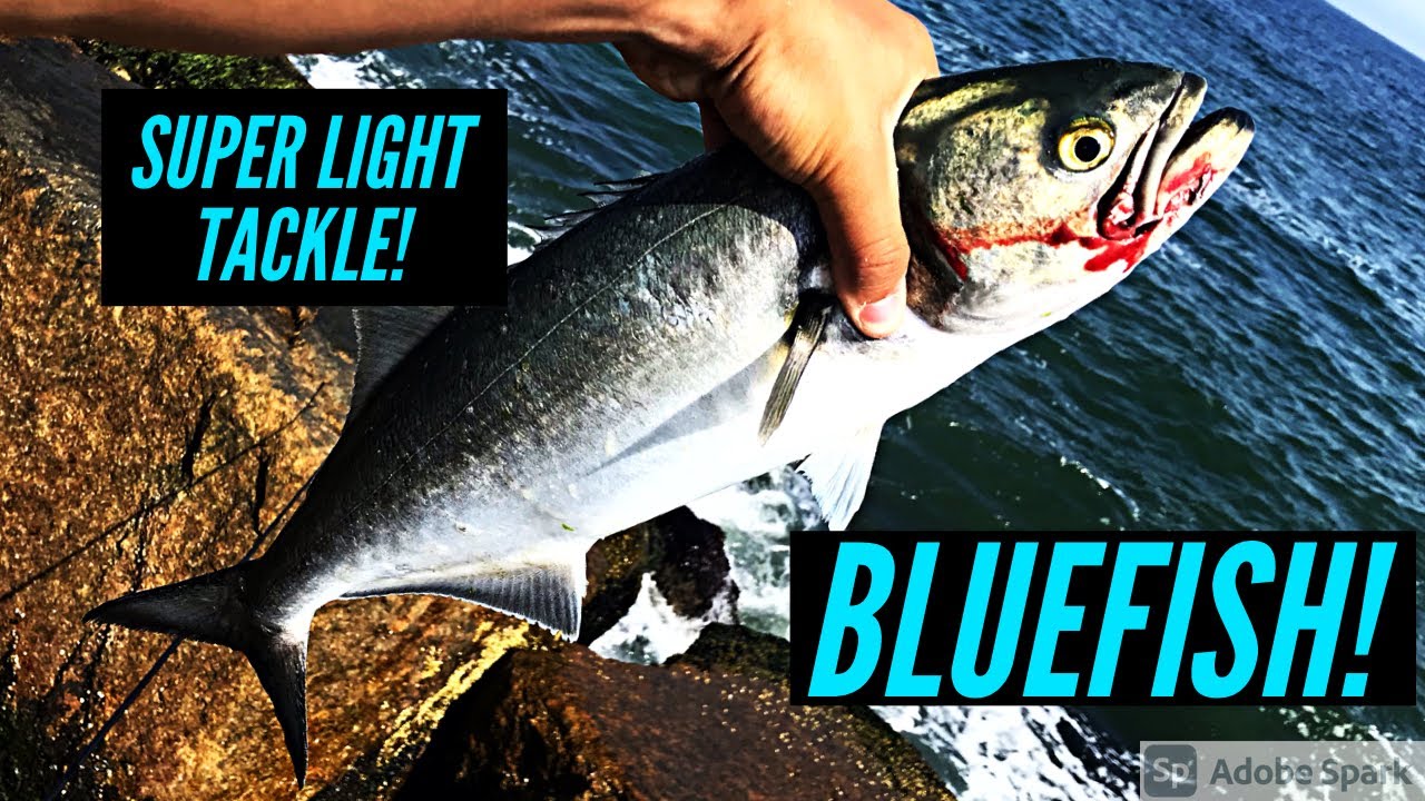 Jetty Bluefish On Light Tackle! Deadly Dicks! Long Island, South Shore