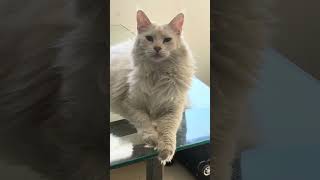 Katy Is Certain I Understand Her Shes A Good Girl cat mainecoon salinasecuador ecuador