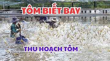 THU HOẠCH TÔM, TRÚNG ĐẬM. #tranvanchanh #quehuong #mienque #nongthon
