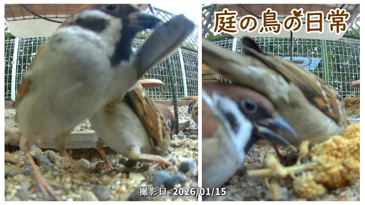 【庭の鳥の日常】(26,01,15) ちょっと暖かい日が続いてます