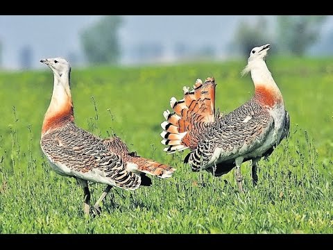 Video: Compoziția Speciilor și Preferințele De Habitat Ale Faunei De Pește De Pe Malul Golfului Bonne, Newfoundland