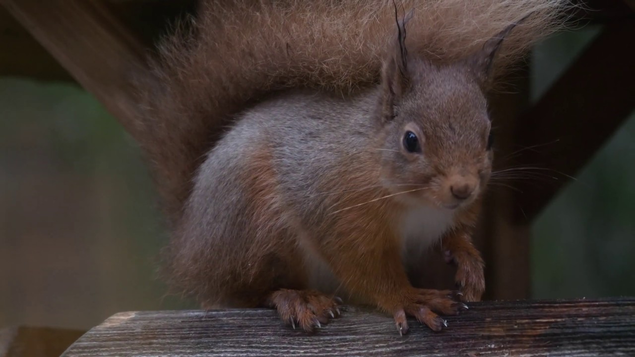 wildlife videographer jobs Cairngorms March trip 2019 (4k)