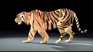 tiger Walk Maya V 21 2