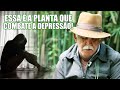 ESSA É A PLANTA QUE COMBATE A DEPRESSÃO E A TRISTEZA | PAULO DAS ERVAS