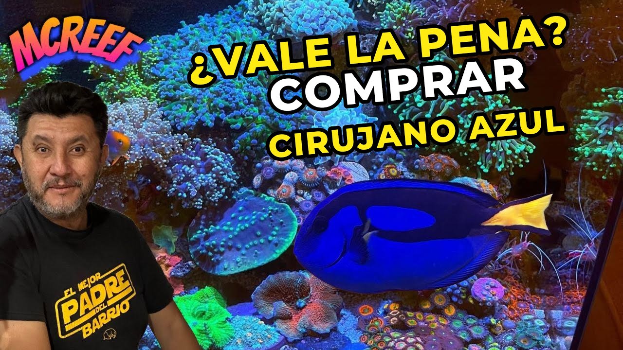 Sabías que el pez cirujano azul necesita cuidados especiales? Evita errores y mantenlo saludable ya¡