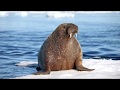 Homosexuality In Animals Homosexuality In Animals