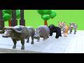 Long Slide 3D Game With Tiger Buffalo Gorilla Hippopotamus Zebra Part3 | Zoova 3D