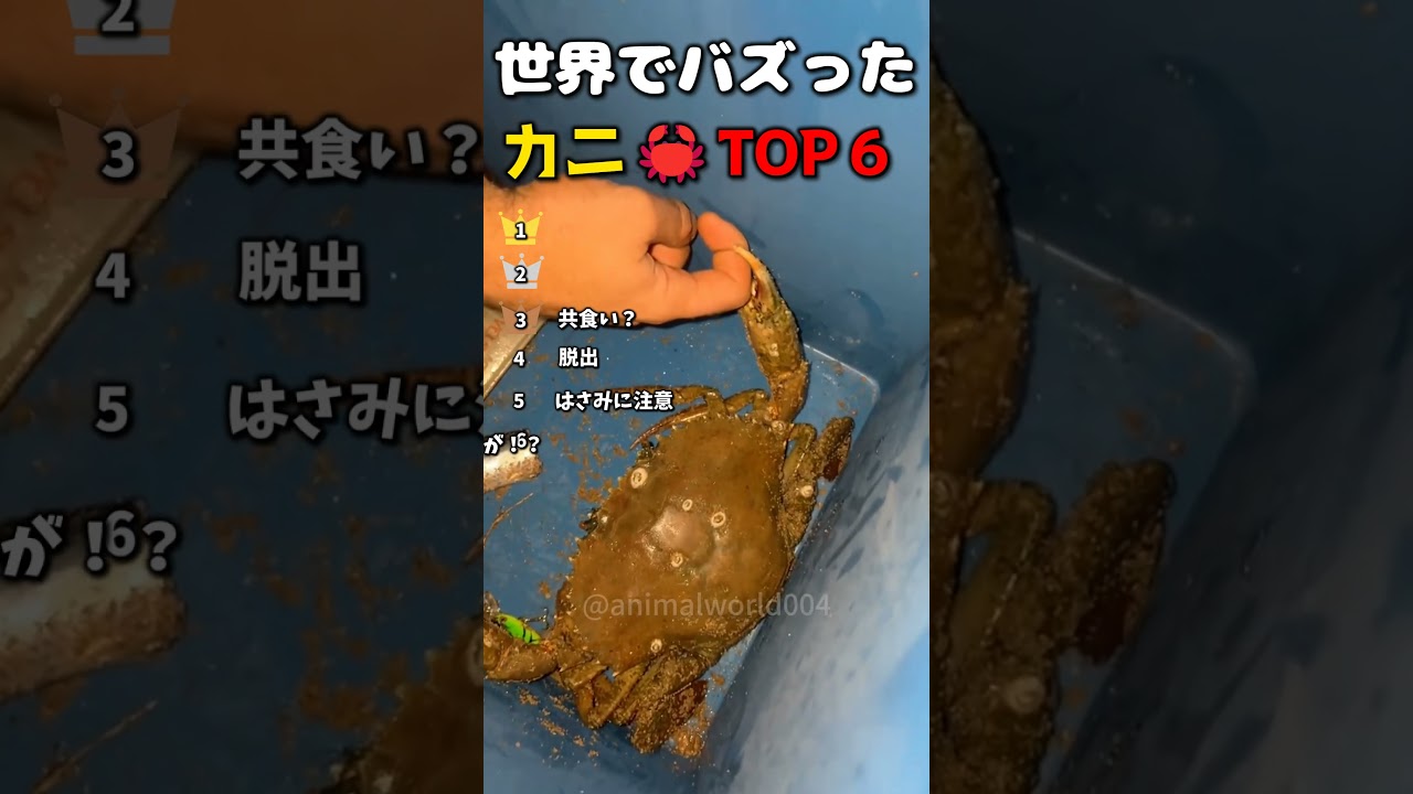 世界でバズった!すごすぎるカニ🦀たちTOP7