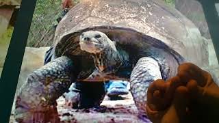 Horacio the handsnake - Adwaita the Giant Tortoise