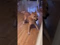 谁说中华田园犬没有才艺的! #精神小狗 #狗狗 #傻狗的日常 #萌宠小可爱