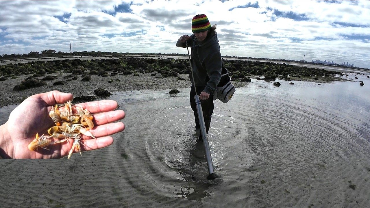 How to Catch Salt Water Nippers/Bass Yabbies at Your Local Beach