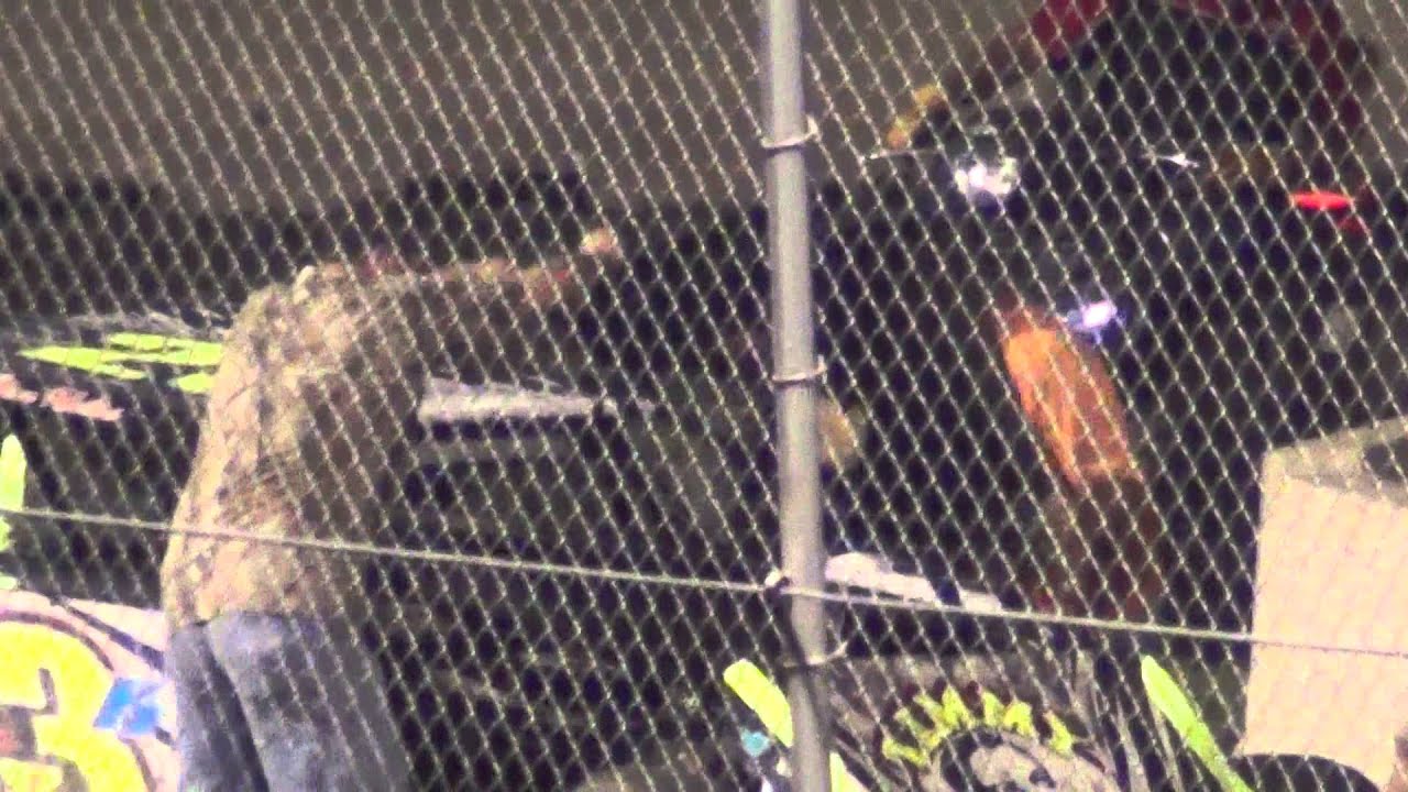 ISFS Sport Mod A Main 6 6 2014