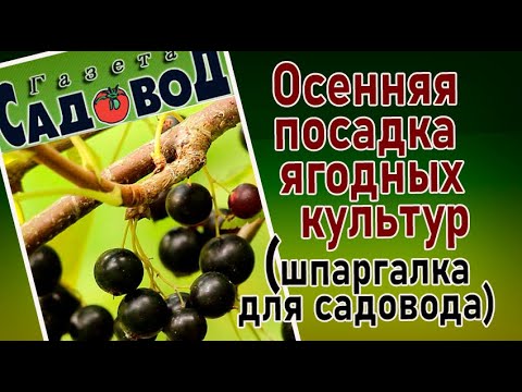 Осенняя посадка ягодных культур (шпаргалка для садовода)