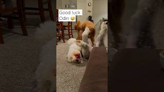 Cousins Bucky and Odin have different ideas of how to play  #oldenglishsheepdog #goldendoodle #dog