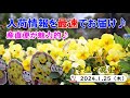 今週の花便り #68【2024.1.25】先週お届け出来なかった分までご紹介♪ ルピナス・ミニバラ・オステオスペルマム など【入荷情報を最速でお届け!!】