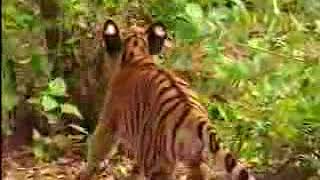 Tiger amp Monkey Fight Funny FUNNY VIDEO COLLECTION@vipulkrishna