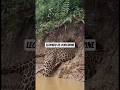leopard vs porcupine #shorts