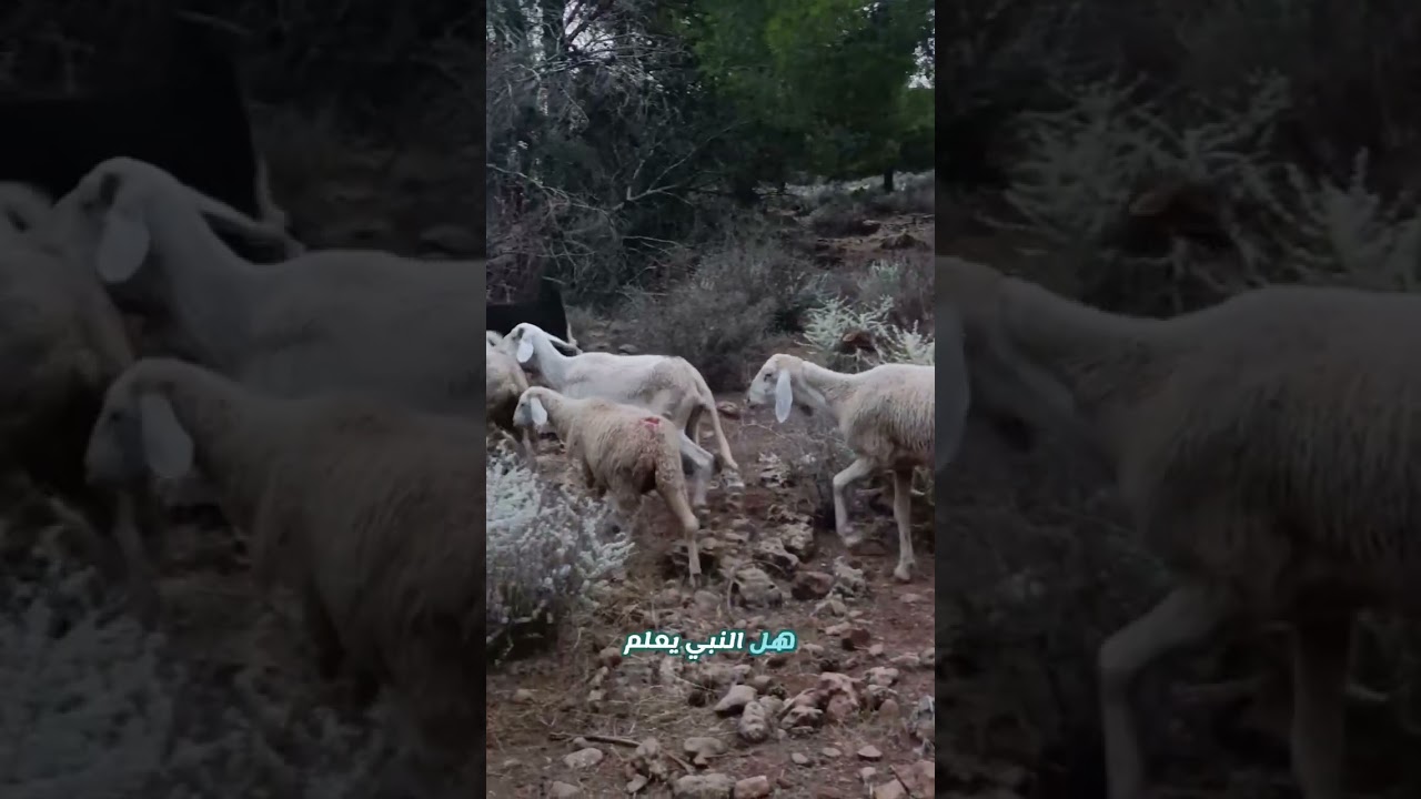 📌 إتقاء الفتن 🐐🐏 في آخر الزمان📌 العلامة صالح الفوزان حفظه الله