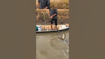 Kích bắt cá vuông tôm lên hàng đẹp #shorts