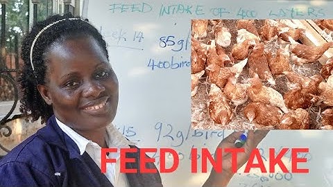 KNOW HOW TO CALCULATE FEED INTAKE of your layer chicken  per day