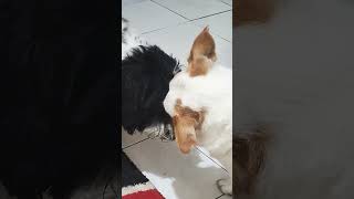 Gotchy's mom #lovemotherearth  #dogowner #petowner #happyweekend