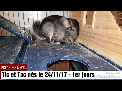 Vidéo: Erreurs Courantes Dans La Garde Des Chinchillas