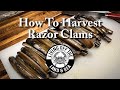 How to harvest razor clams with salt  living off the land and sea 14