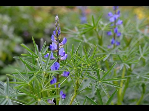 Video: Sparar Lökarna Efter Att Ha Tvingat Blommor