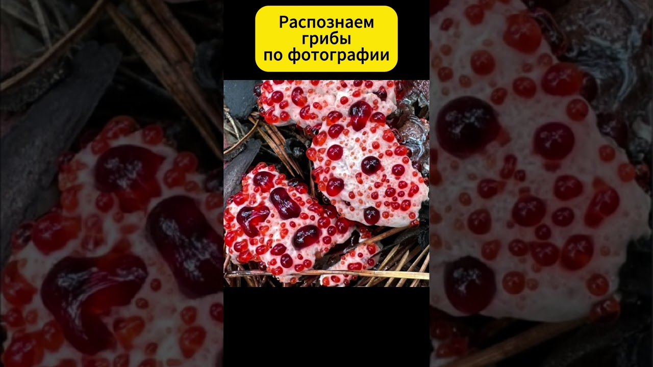 Определяем грибы по фотографии: Гиднеллум пековый #гриб #mushroom #грибы #грибочки