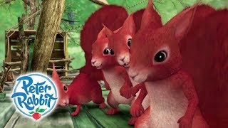 Peter Rabbit - Ticklish Squirrels | Cartoons for Kids