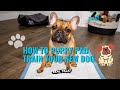 How To Puppy Pad Train Your New Dog