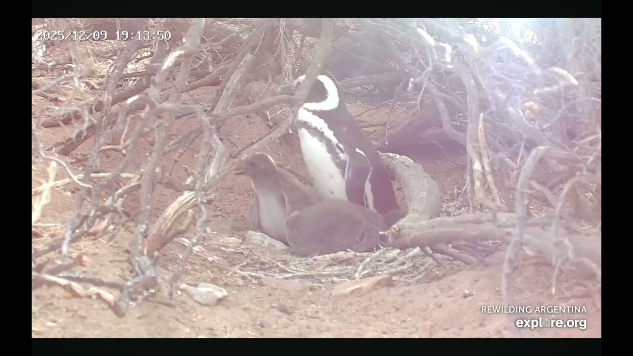 Penguins Chicks Growing So Fast And They Get Along So Well 