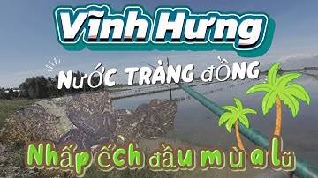 Câu Nhấp Câu Nhóng (Video 35) chia sẻ điểm câu nhâp  Ếch / nhấp cá Rô đầu mùa lũ 2025 tại Vĩnh Hưng