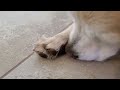   dog asmr licking  grooming his paw for two hours  looped  repeated  no talking for sleep