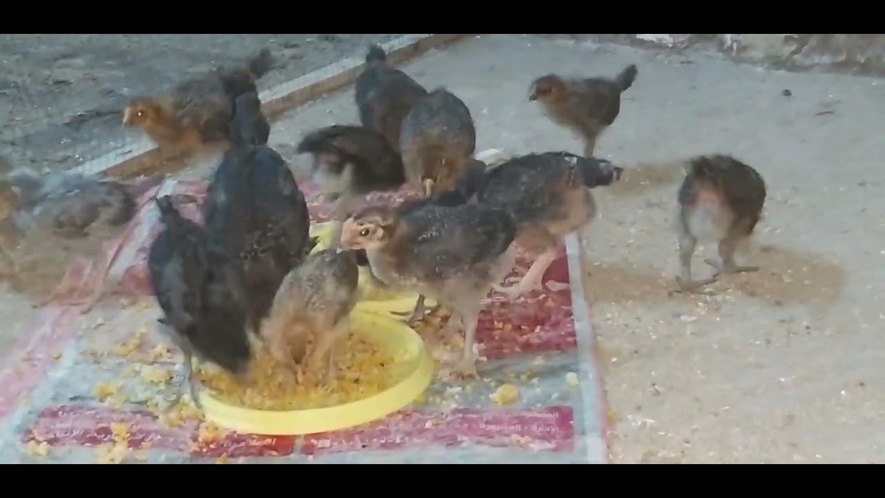 علاج الكششان والإسهال الأبيض وضعف الشهية والفراخ بتتنفس من الفم وجسمها سخن (الجمبورو)