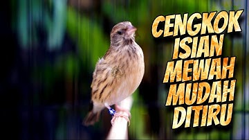 CENGKOK MEWAH MUDAH DITIRU  BANYAK DICARI - MASTERAN BLACKTHROAT GACOR SUARA JERNIH PANJANG