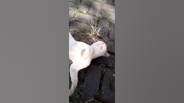 Kucing lucu-kucing jalanan #shorts #kucing #kucinglucu #suarakucing