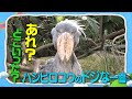 【意外な結末】“動かない鳥・ハシビロコウ”が巣を作るため、せっせと働く瞬間【I LOVE みんなのどうぶつ園公式】RARE footage of Shoebill in Nasu, Japan