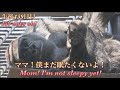 いい加減に寝てちょうだい! 元気で活発すぎる赤ちゃんゴリラを寝かしつけるのに、母ゲンキも一苦労です♪⭐️Gorilla【京都市動物園】The baby just won't go to sleep.