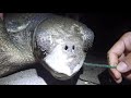 Sea Turtle Rescue: Ingested Fishing Line