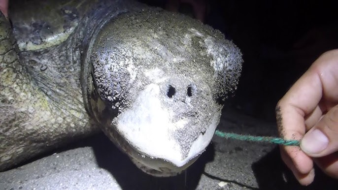 Sea turtle winces in pain as a straw is removed from its nose in