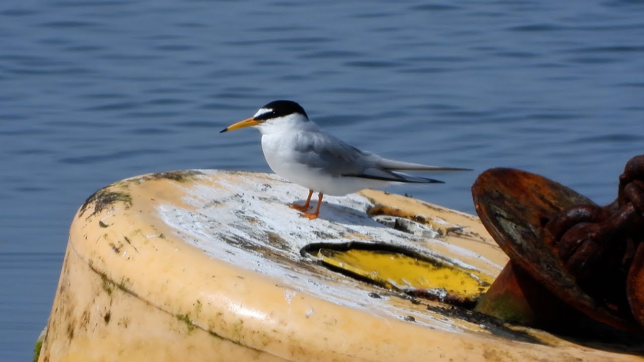 Little Tern 4K - YouTube