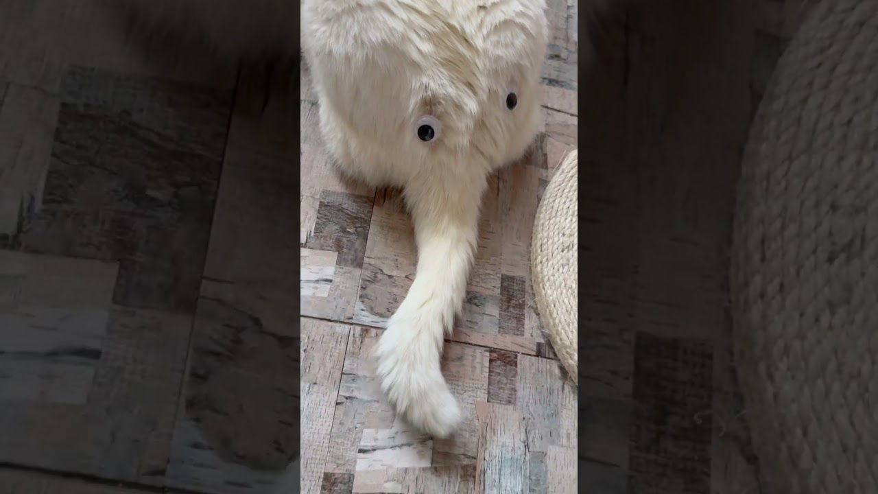 我實在無法壓抑住自己的衝動了｜貓奴｜Alma Yao 芝麻 【Alma終於有頻道】