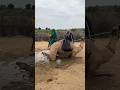كانت زوجة شابة في البرية تخاف من زوجها وهو يملأ الماء للحمى Camels Animallife Viralvide 