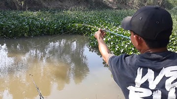 ĐIỂM CÂU CÁ TRA THIÊN NHIÊN LÝ TƯỞNG||MINH ĐỨC MT||