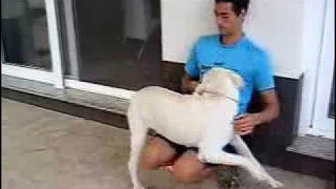 como ensear a tu perro a que salte o se suba encima