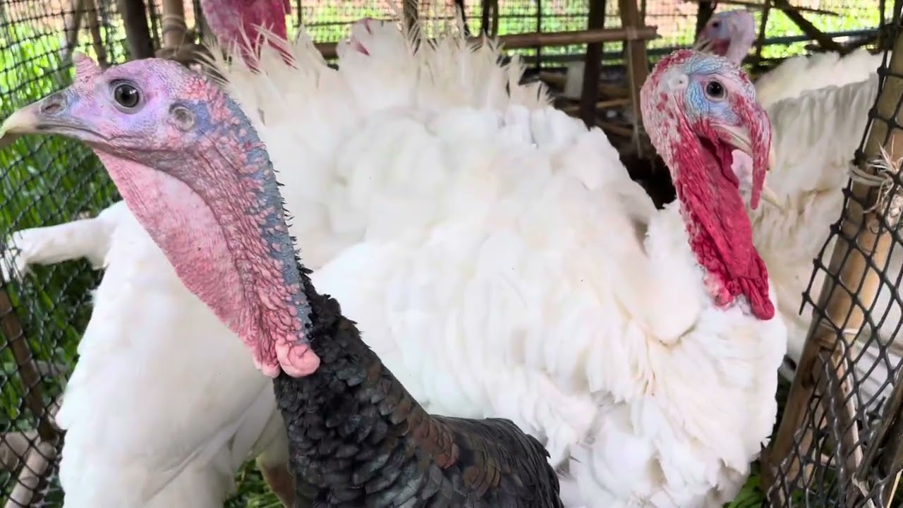 ไก่งวง #ไจแอ้นท์