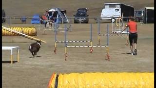 Kirra March 2007- Novice Agility by kayladene 198 views 8 years ago 1 minute, 15 seconds