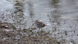 Wilson's Snipe, foraging